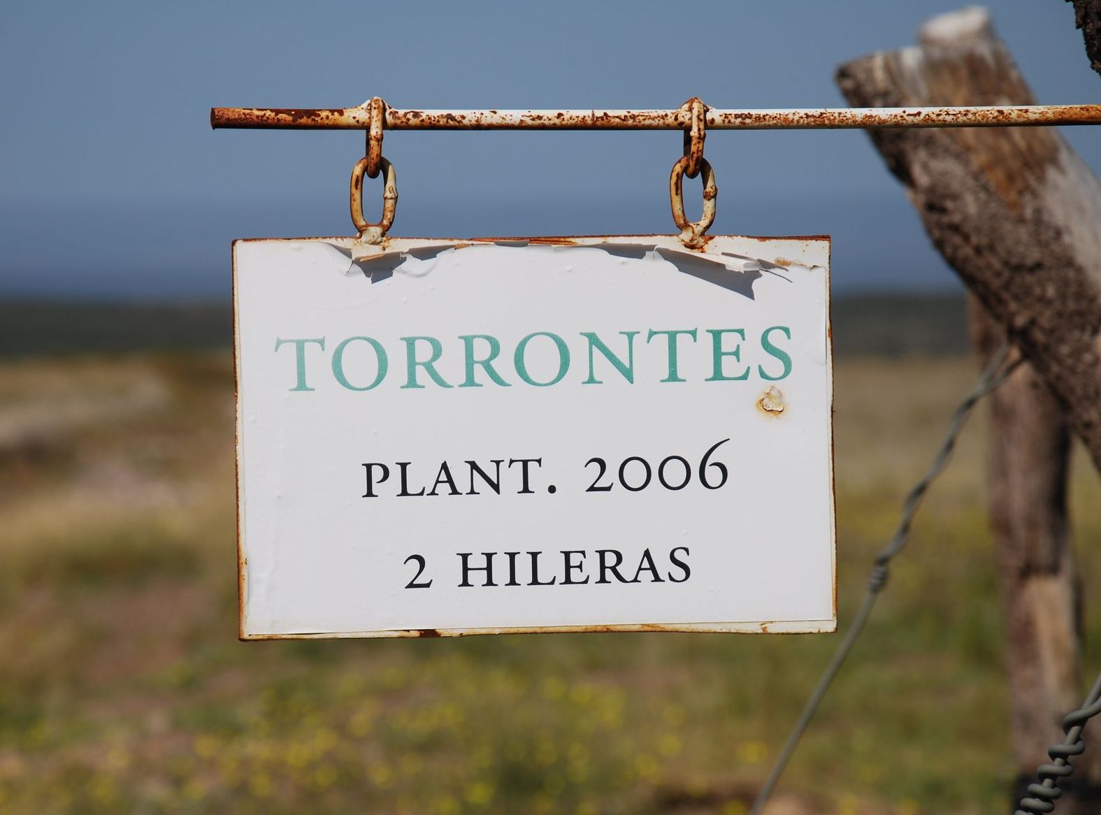 SV#06: Confraria - Torrontés Torrontes-sign-vinalba